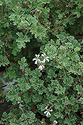 Ardwick Cinnamon Scented Geranium (Pelargonium 'Ardwick Cinnamon') at Lakeshore Garden Centres