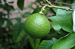Bergamot Orange (Citrus bergamia) at Lakeshore Garden Centres