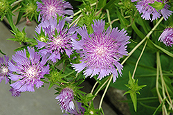 Stoke's Aster (Stokesia laevis) at Lakeshore Garden Centres