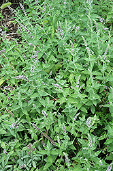 Pennyroyal (Mentha pulegium) at Lakeshore Garden Centres