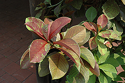 African Milk Bush (Synadenium compactum var. rubrum) at Lakeshore Garden Centres