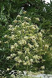 Japanese Pagoda Tree (Sophora japonica) at Lakeshore Garden Centres