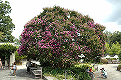 Powhatan Crapemyrtle (Lagerstroemia indica 'Powhatan') at Lakeshore Garden Centres