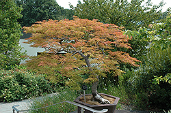 Baldsmith Japanese Maple (Acer palmatum 'Baldsmith') at Lakeshore Garden Centres