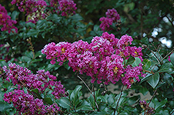 Zuni Crapemyrtle (Lagerstroemia 'Zuni') at Lakeshore Garden Centres