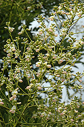 Violacea Japanese Pagoda Tree (Sophora japonica 'Violacea') at Lakeshore Garden Centres