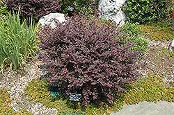 Ever Red Fringeflower (Loropetalum chinense 'Chang Nian Hong') at Lakeshore Garden Centres