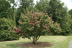 Tonto Crapemyrtle (Lagerstroemia 'Tonto') at Lakeshore Garden Centres