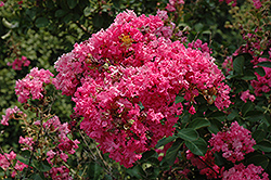 Tonto Crapemyrtle (Lagerstroemia 'Tonto') at Lakeshore Garden Centres