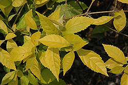 Sunstruck Duranta (Duranta erecta 'Sunstruck') at Lakeshore Garden Centres