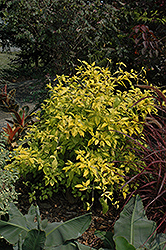 Sunstruck Duranta (Duranta erecta 'Sunstruck') at Lakeshore Garden Centres
