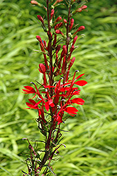 Fried Green Tomatoes Lobelia (Lobelia 'Fried Green Tomatoes') at Lakeshore Garden Centres