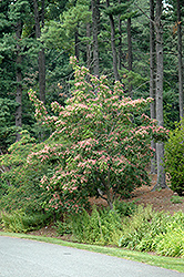 Korean Sweetheart Tree (Euscaphis japonica) at Lakeshore Garden Centres