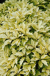 Goldenleaf False Holly (Osmanthus heterophyllus 'Ogon') at Lakeshore Garden Centres