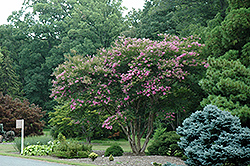 Lipan Crapemyrtle (Lagerstroemia 'Lipan') at Lakeshore Garden Centres
