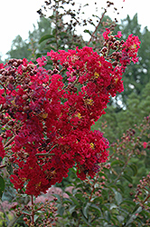 Arapaho Crapemyrtle (Lagerstroemia 'Arapaho') at Lakeshore Garden Centres
