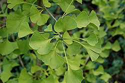 Elmwood Ginkgo (Ginkgo biloba 'Elmwood') at Lakeshore Garden Centres