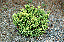 Plumosa Juniperoides Falsecypress (Chamaecyparis pisifera 'Plumosa Juniperoides') at Lakeshore Garden Centres