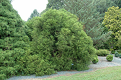 Spiraliter Falcata Japanese Cedar (Cryptomeria japonica 'Spiraliter Falcata') at Lakeshore Garden Centres