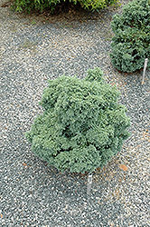 Dwarf Blue Falsecypress (Chamaecyparis pisifera 'Dwarf Blue') at Lakeshore Garden Centres
