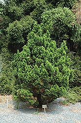 Spiralis Falsecypress (Chamaecyparis obtusa 'Spiralis') at Lakeshore Garden Centres