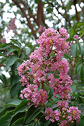 Biloxi Crapemyrtle (Lagerstroemia 'Biloxi') at Lakeshore Garden Centres