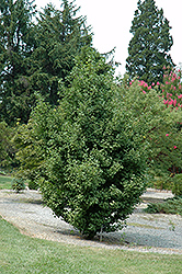 Spring Grove Dwarf Ginkgo (Ginkgo biloba 'Spring Grove') at Lakeshore Garden Centres