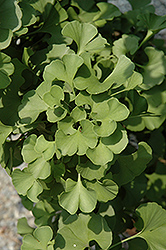 Spring Grove Dwarf Ginkgo (Ginkgo biloba 'Spring Grove') at Lakeshore Garden Centres