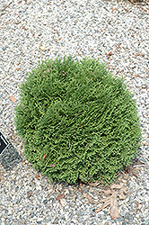 Miller Arborvitae (Thuja occidentalis 'Milleri') at Lakeshore Garden Centres