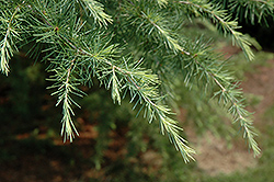 Blue Ice Deodar Cedar (Cedrus deodara 'Blue Ice') at Lakeshore Garden Centres