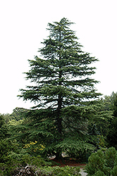 Blue Ice Deodar Cedar (Cedrus deodara 'Blue Ice') at Lakeshore Garden Centres