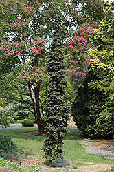 Stand Fast Norway Maple (Acer platanoides 'Stand Fast') at Lakeshore Garden Centres