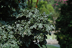 Stand Fast Norway Maple (Acer platanoides 'Stand Fast') at Lakeshore Garden Centres