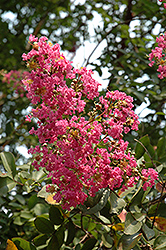 Wichita Crapemyrtle (Lagerstroemia 'Wichita') at Lakeshore Garden Centres