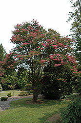 Wichita Crapemyrtle (Lagerstroemia 'Wichita') at Lakeshore Garden Centres
