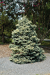 Walnut Glen Blue Spruce (Picea pungens 'Walnut Glen') at Lakeshore Garden Centres