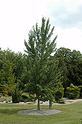 Magyar Ginkgo (Ginkgo biloba 'Magyar') at Green Thumb Garden Centre