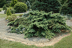 Divinely Blue Deodar Cedar (Cedrus deodara 'Divinely Blue') at Lakeshore Garden Centres