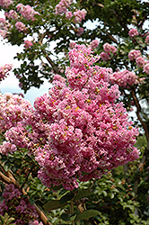 Conestoga Crapemyrtle (Lagerstroemia 'Conestoga') at Lakeshore Garden Centres