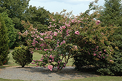 Conestoga Crapemyrtle (Lagerstroemia 'Conestoga') at Lakeshore Garden Centres