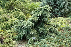 Feelin' Blue Deodar Cedar (Cedrus deodara 'Feelin' Blue') at Lakeshore Garden Centres