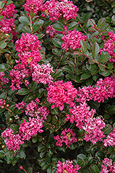 Pocomoke Crapemyrtle (Lagerstroemia 'Pocomoke') at Lakeshore Garden Centres