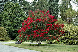Cheyenne Crapemyrtle (Lagerstroemia 'Cheyenne') at Lakeshore Garden Centres