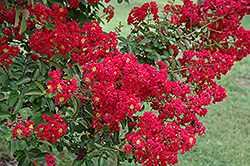 Cheyenne Crapemyrtle (Lagerstroemia 'Cheyenne') at Lakeshore Garden Centres