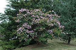 Yuma Crapemyrtle (Lagerstroemia 'Yuma') at Lakeshore Garden Centres