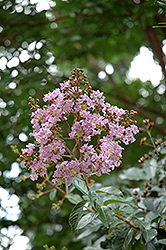 Apalachee Crapemyrtle (Lagerstroemia 'Apalachee') at Lakeshore Garden Centres