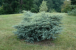 Horstmann Blue Atlas Cedar (Cedrus atlantica 'Horstmann') at Lakeshore Garden Centres