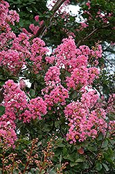 Potomac Crapemyrtle (Lagerstroemia indica 'Potomac') at Lakeshore Garden Centres