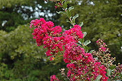 Cherokee Crapemyrtle (Lagerstroemia 'Cherokee') at Lakeshore Garden Centres