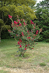 Cherokee Crapemyrtle (Lagerstroemia 'Cherokee') at Lakeshore Garden Centres